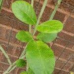 Image result for Cibirhiza