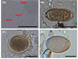 Image result for Heteromorpha sp. agg.