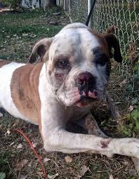 Fake Dog Rescue Beats And Kills Its Dogs Rescue Dogs Dog Abuse Animal Rescue