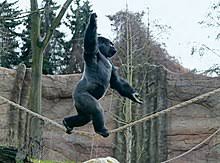 Maybe you would like to learn more about one of these? Krefeld Zoo Wikipedia