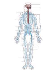 Free anonymous url redirection service. Nervous System Diagram Blank