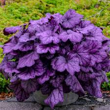 It grows 15 inches tall and 2 feet wide. 10 Positively Purple Plants You Ll Love Proven Winners