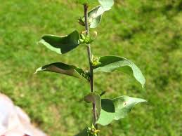 Image result for Seddera suffruticosa