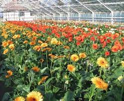 Gerbera Flower Farming In Polyhouse Best Flower Wallpaper