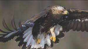 Thalia.de has been visited by 100k+ users in the past month Download 620 Gambar Flora Dan Fauna Negara Inggris Terbaik Hd Pixabay Pro