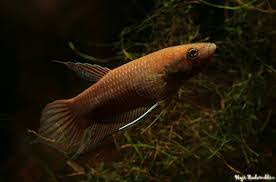 Tetapi paling popular pada waktu itu ialah menangkap. Senarai Jenis Spesis Dan Asal Usul Ikan Laga Liar Wild Betta Dalam Dunia Some Bullet For Your Head