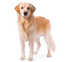 Although there is of course something insanely adorable about pupsters, the adults are equally amazing. Golden Retriever Rassebeschreibung Purina