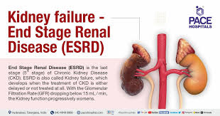 Image result for Renal Function