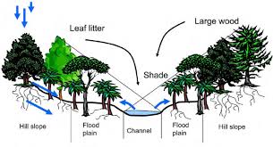 Maybe you would like to learn more about one of these? Schematic Of A Natural Riparian Zone Showing Influences On Stream Download Scientific Diagram