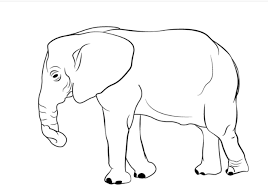 Kumpulan cara melukis wajah dengan pencil warna youtube. Langkah Cara Menggambar Gajah