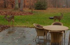 Buy deer repellent or try one of these home remedies: Get Rid Of Deer Ticks Out Out Deer