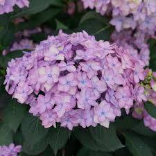 As of version 2.0.134241, hydrangea dance cannot be obtained without modding. Let S Dance Can Do Hydrangea Spring Meadow Wholesale Flowering Shrub Liners Spring Meadow Nursery