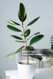 Image result for ficus elastica flower