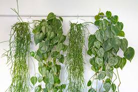 Plantopedia zeigt viele unterschiedliche pflanzen und ihre dazugehörige pflege. Hangepflanzen Fur Wohnzimmer Und Balkon Arten Und Pflege Zuhausewohnen