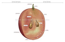 Coupe D Un Raisin Image Raisin Germination Graine Fruits