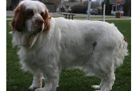 Brown ranging from beige, rose and cherry. Clumber Puppies For Sale Off 68 Www Usushimd Com