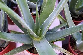 Aloe plant care and because it is a succulent, they do not need a lot of water. Hd Wallpaper Aloe Vera Plant Healthy Vitamin Nature Cactus Tropics Wallpaper Flare