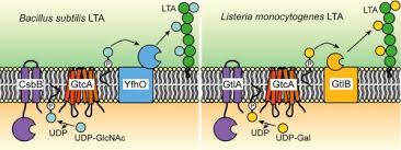 Listeria monocytogenes is ubiquitous, and it is usually found in soil, water, and decaying vegetation. Gtca Is Required For Lta Glycosylation In Listeria Monocytogenes Serovar 1 2a And Bacillus Subtilis Sciencedirect