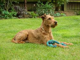 Dad was a patterdale terrier and so was the mother both can be seen. Southern Irish Terrier Society Posts Facebook