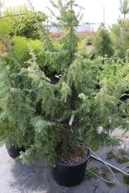 Image result for Juniperus