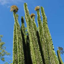 Image result for Costularia