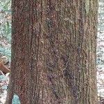 Image result for Petersianthus macrocarpus