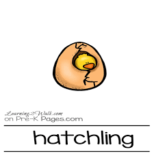 Bring the chicken life cycle to life with some more hands on activities including this wonderful egg exploration set. Life Cycle Of A Chicken For Kids Lesson Plan