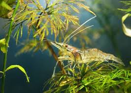 Can You Put A Betta With A Ghost Shrimp Fish Tank Master