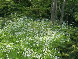 Image result for Nesaea aspera