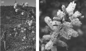 Image result for Kohautia confusa