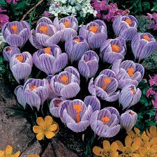 Jun 09, 2021 · training day. Plant Focus Crocus Michigan Gardener