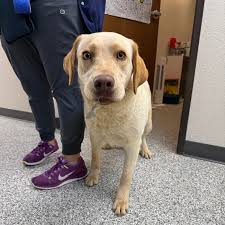 Hook, line, and... ouch! 🎣🐶 This adventurous pup named Rainy learned the  hard way that fish hooks are for fish, not lips. Don't worry—she's all  patched up and ready to tell the