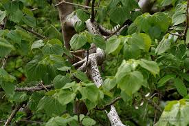 Image result for Gyrocarpus