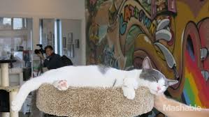 Există o soluţie şi pentru cei care nu au o pisică acasă, în bucureşti există o cafenea unde îşi pot petrece timpul ioana, împreună cu sora ei au deschis o cafenea unde oamenii se pot relaxa alături de pisici. S A Deschis Prima Cafenea Cu Pisici