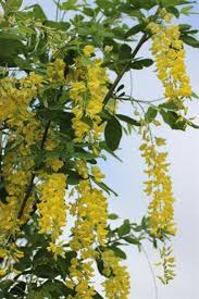 Image result for Laburnum