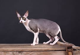 Find & download free graphic resources for cat pattern. Cat Coat Types Choosing The Right Cat For You Cats Guide Omlet Us
