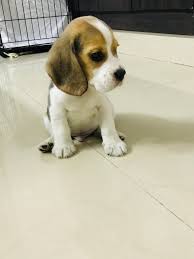 Find your new companion at adorable, happy, playful, and full of life! Beagle Puppies For Adoption The Y Guide