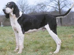 Image result for lucernský honič