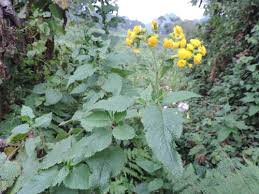 Image result for Crassocephalum ducis-aprutii