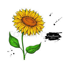Sunflower seed and flower vector drawing set. Sunflower Flower Vector Drawing Hand Stock Vector Colourbox