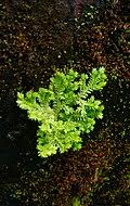 Image result for Selaginella cathedrifolia