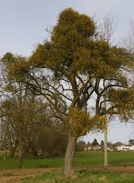 Image result for Viscum