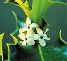 Tools For Creativity And Body Mind Wellness Holly Plant Flower Essences Plant Study
