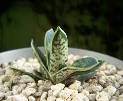 The Dwarf Ox-tongue 'Gasteria Liliputana'