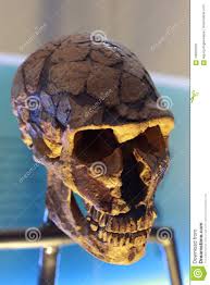 Commonly known as neanderthals, the scientific name for this species is homo neanderthalensis. Homo Neanderthalensis Schadel Form Fossil Redaktionelles Stockfotografie Bild Von Ausgestorben Kiefer 108203207