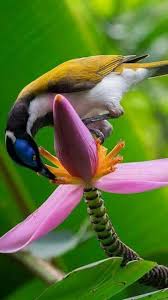 Bird Of Paradise Meaning In Hindi Pin By Cathy Modrich On Beautiful Photo Beautiful Birds Pet Birds Australian Parrots