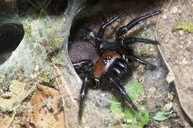 4 how long can you dive for at 47 metres? New Zealand S Most Popular Spiders Te Papa S Blog