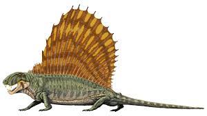 Dimetrodon is an extinct synapsid which lived approximately 295 million to 272 million years ago during the permian period. File Dimetrodon Grandis Jpg Wikimedia Commons