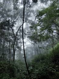 Feel free to post any comments about this torrent, including links to subtitle, samples, screenshots, or any other relevant information, watch party cove rainy day part 2 online free full movies like 123movies, putlockers, fmovies, netflix or download. Sustainable Forest Management Wikipedia
