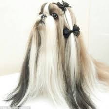 Meet The Twin Shih Tzu Dogs With Better Hair Than You Shih Tzu Long Hair Shih Tzu Haircuts Shih Tzu Grooming